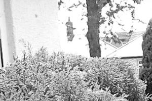 Carer looks after garden for person she supports