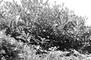 time capsule bw